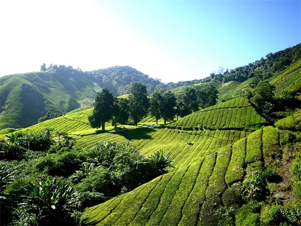 Charles Barkley's 60-Pound Weight Loss: Mounjaro Success & Risks