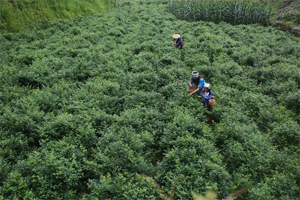 5 Powerful Ways Intense Exercise Slows Parkinson's Disease Progression